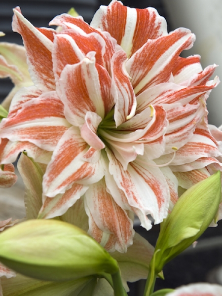 Amaryllis 'Dancing Queen'