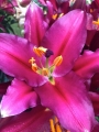 Lily Bombastic