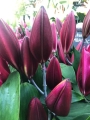 Bombastic Lily