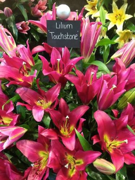 Lily 'Touchstone'