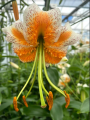 Lily 'Lady Alice'