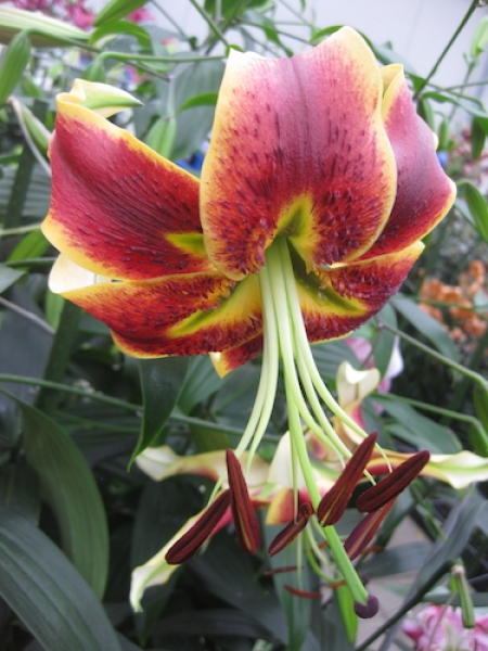 Lily 'Scheherazade'