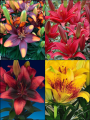 'Tiny Series 3' Lily Bulb Collection (Pack of 12 Bulbs)