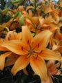 Lily 'Sunset Boulevard'