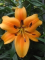Sunset Boulevard Lily