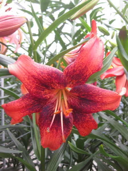 Buy Lily Bulbs | Strawberry Event Asiatic Lilies | Gold Medal winning ...