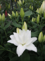 Stockholm Double Oriental Lily