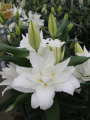 Lily 'Stockholm'
