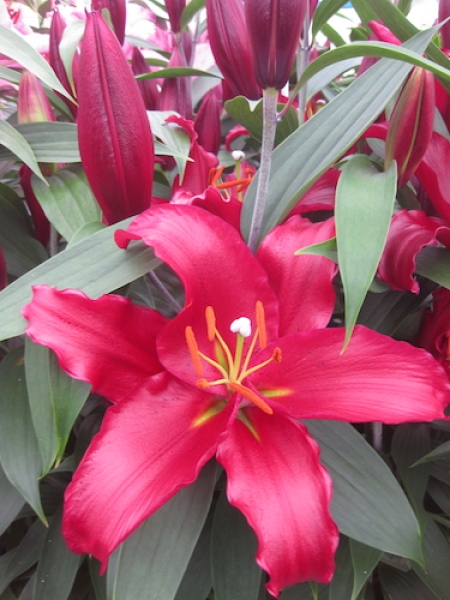 Lily 'Petrolia'