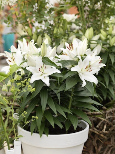 Lily 'Sunny Bahamas'