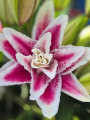 Roselily 'Natascha'