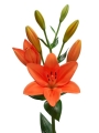 Flemington Lily