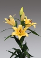 Lilium Shine On