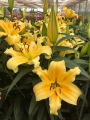 Shine On Lily
