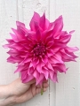 Cafe au Lait Rose