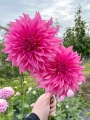 Dahlia 'Cafe Au Lait Rose'
