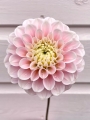 Dahlia 'Wizard of Oz'