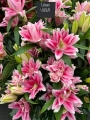 Roselily Viola