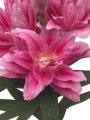 Roselily 'Viola'