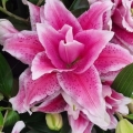 Roselily Viola