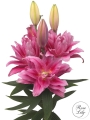 Roselily Viola