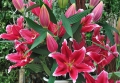 Metropolitan Oriental Lily