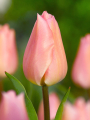 Apricot Beauty