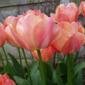 Tulip 'Apricot Beauty'
