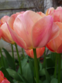 Apricot Beauty
