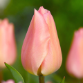 Apricot Beauty Tulip