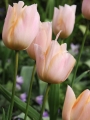 Apricot Beauty Tulip
