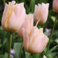 Apricot Beauty Tulipa