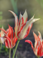 Tulip Marylin