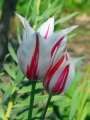 Tulip 'Marilyn'
