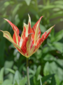 Tulip Marylin