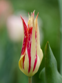 Tulip Marylin