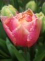 Tulip Pink Star