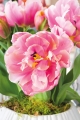 Tulip Pink Star