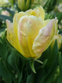 Libretto Parrot Tulip
