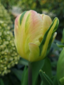 Libretto Parrot Tulip