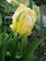 Libretto Parrot Tulip