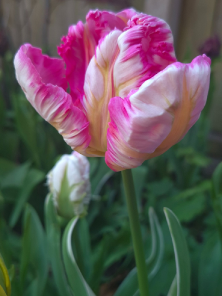 Tulip 'Libretto Parrot'