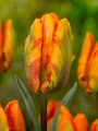 Tulip 'Princess Irene Parrot'