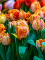 Tulip 'Princess Irene Parrot'