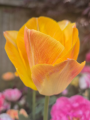 Tulip 'Creme Upstar'