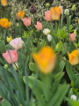 Tulip 'Creme Upstar' with other coloured tulips