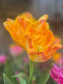 Tulip 'Creme Upstar'