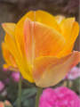 Tulip 'Creme Upstar'