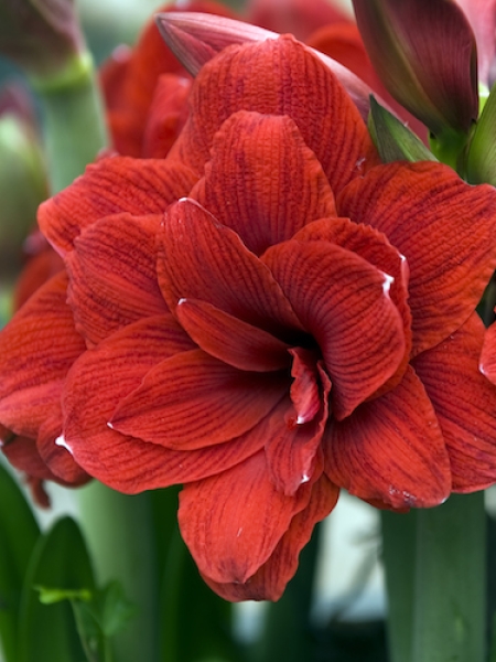 Amaryllis 'Cherry Nymph'