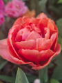 Brownie Tulip